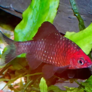 Versand Am Gleichen Tag Purpurkopfbarbe (Puntius nigrofasciatus/Pethia nigrofasciata)